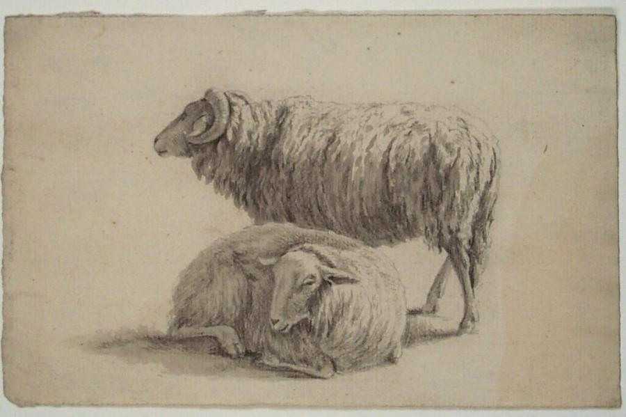 Staand en liggend schaap