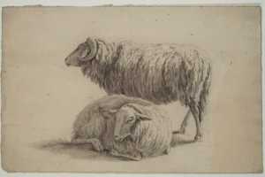 staand-en-liggend-schaap