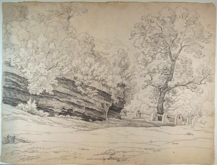 Bos