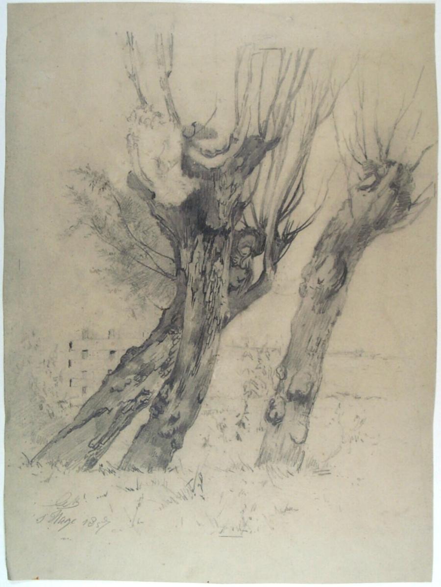 Pollard Willows