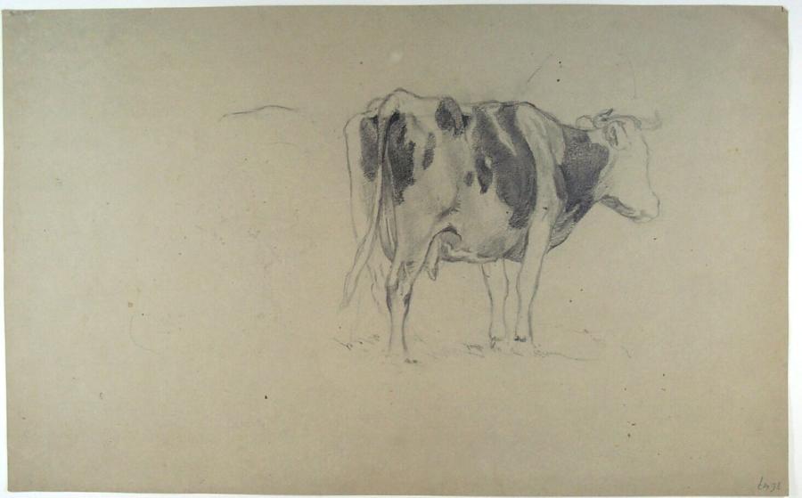 Cow
