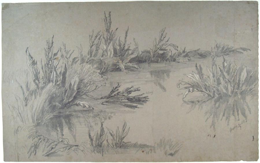 Water with Plants