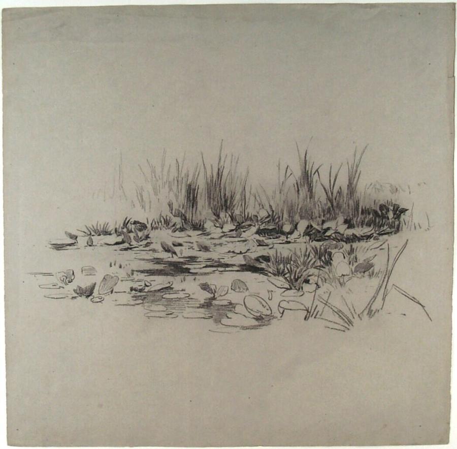 Water with Aquatic Plants