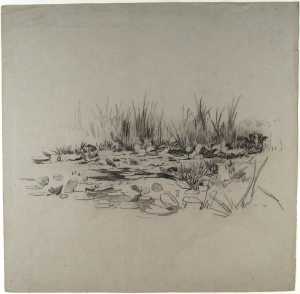 water-with-aquatic-plants
