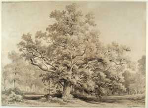 monumental-tree-in-the-bentheim-forest-germany