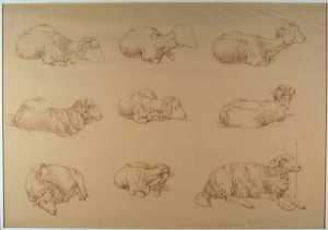 nine-studies-of-sheep