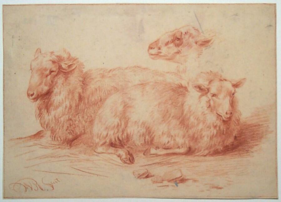 Drie liggende schapen