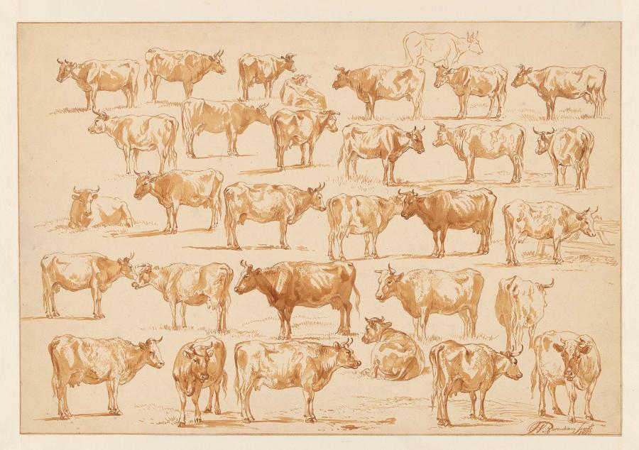 Sheets of Studies with 31 Cows