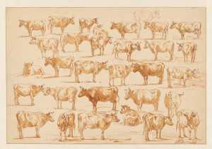 sheets-of-studies-with-31-cows