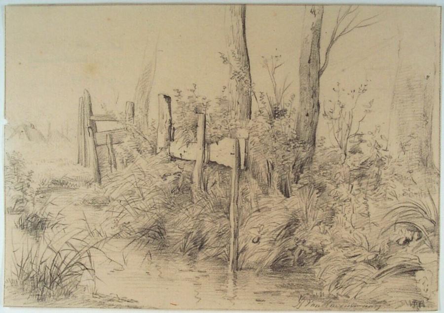 Dichtbegroeide slootkant