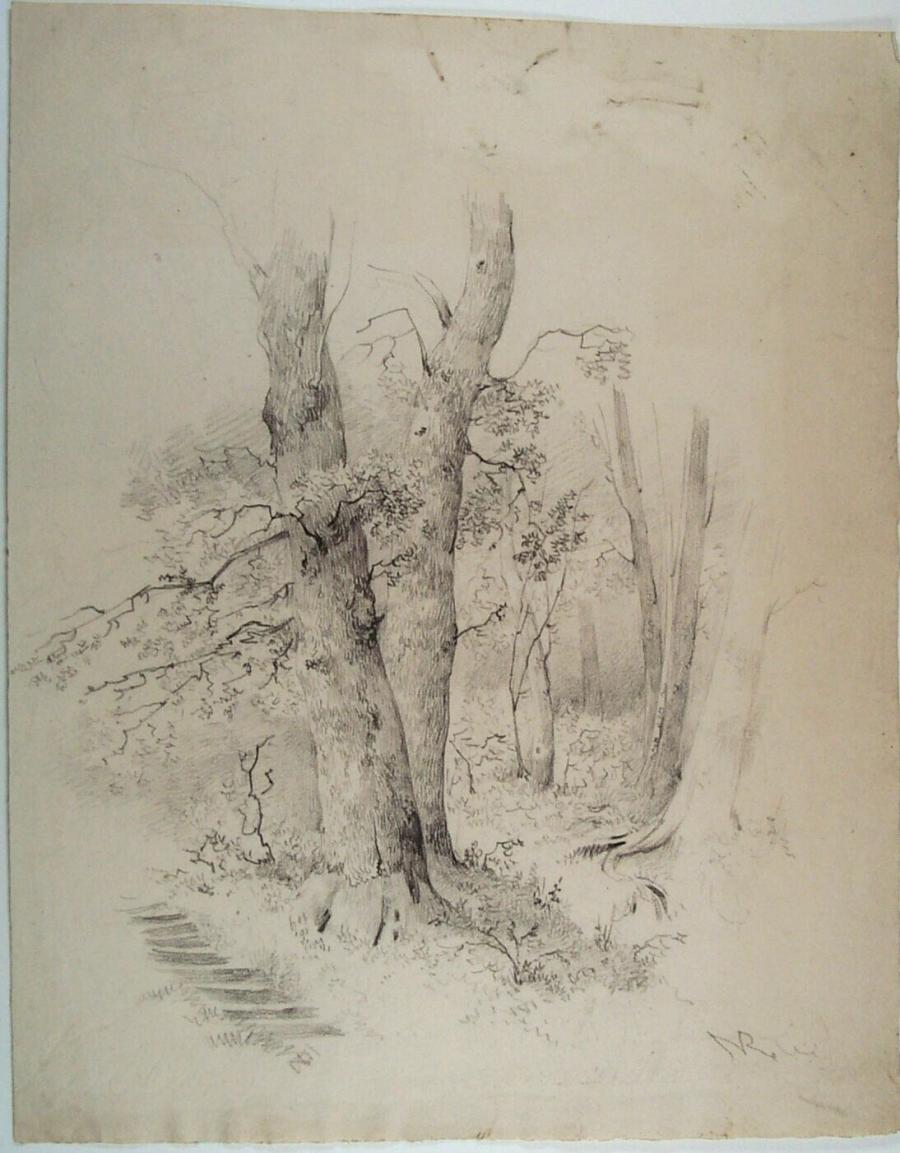 Tree Trunks in a Forest, on the Left the Steps of a Staircase