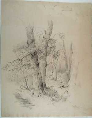 boomstammen-in-bos-links-de-treden-van-een-trapje