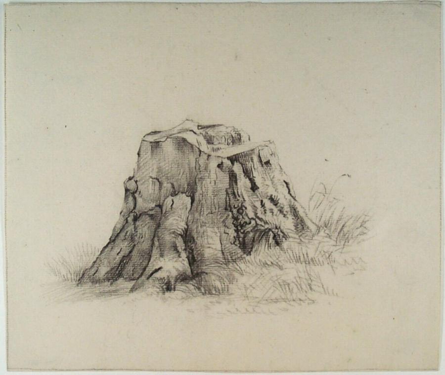 Boomstronk van omgekapte boom