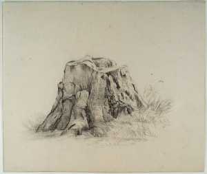 boomstronk-van-omgekapte-boom