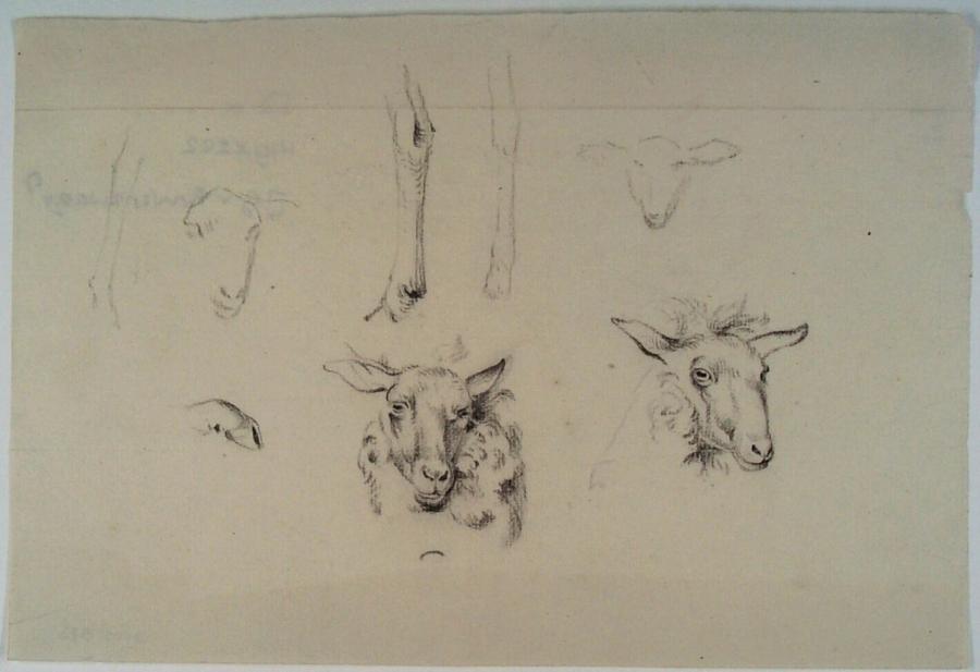 Studieblad met schapenkoppen en poten