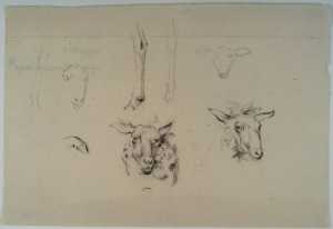 studieblad-met-schapenkoppen-en-poten