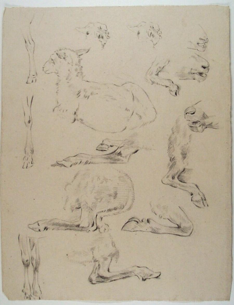 Study Sheet: A Lying Sheep, Sheep Legs and Beaks