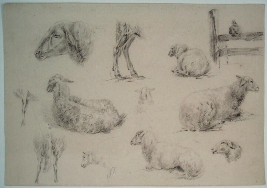 Eleven studies of a sheep