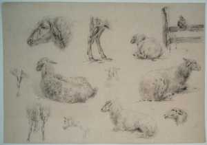 elf-studies-van-een-schaap