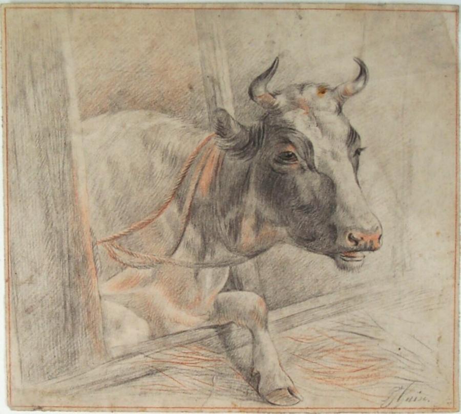 Liggende koe in stal met touw om de nek