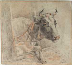 liggende-koe-in-stal-met-touw-om-de-nek