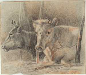 twee-liggende-koeien-in-stal