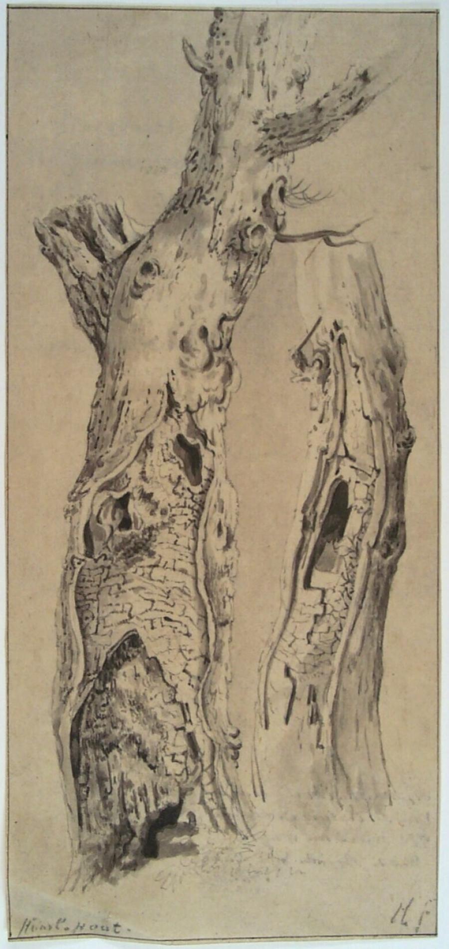 Twee boomstammen in de Haarlemmerhout in Haarlem