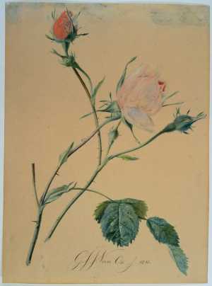 twee-rozen-met-doornen