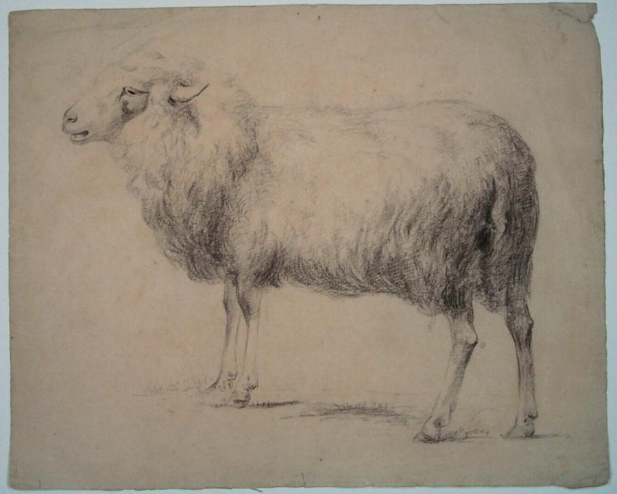 Sheep, Standing