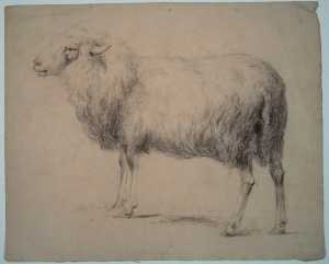 schaap-staand
