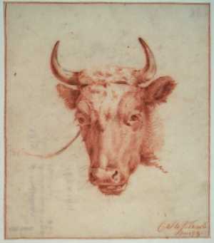 cow-s-head