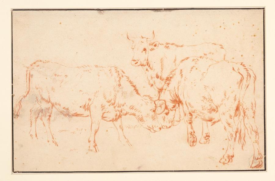 Three Oxen