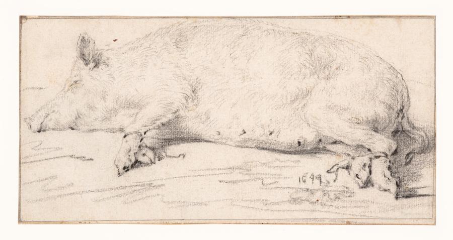 A Fat Pig Lying on the Ground with Bound Legs