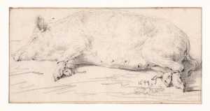 a-fat-pig-lying-on-the-ground-with-bound-legs