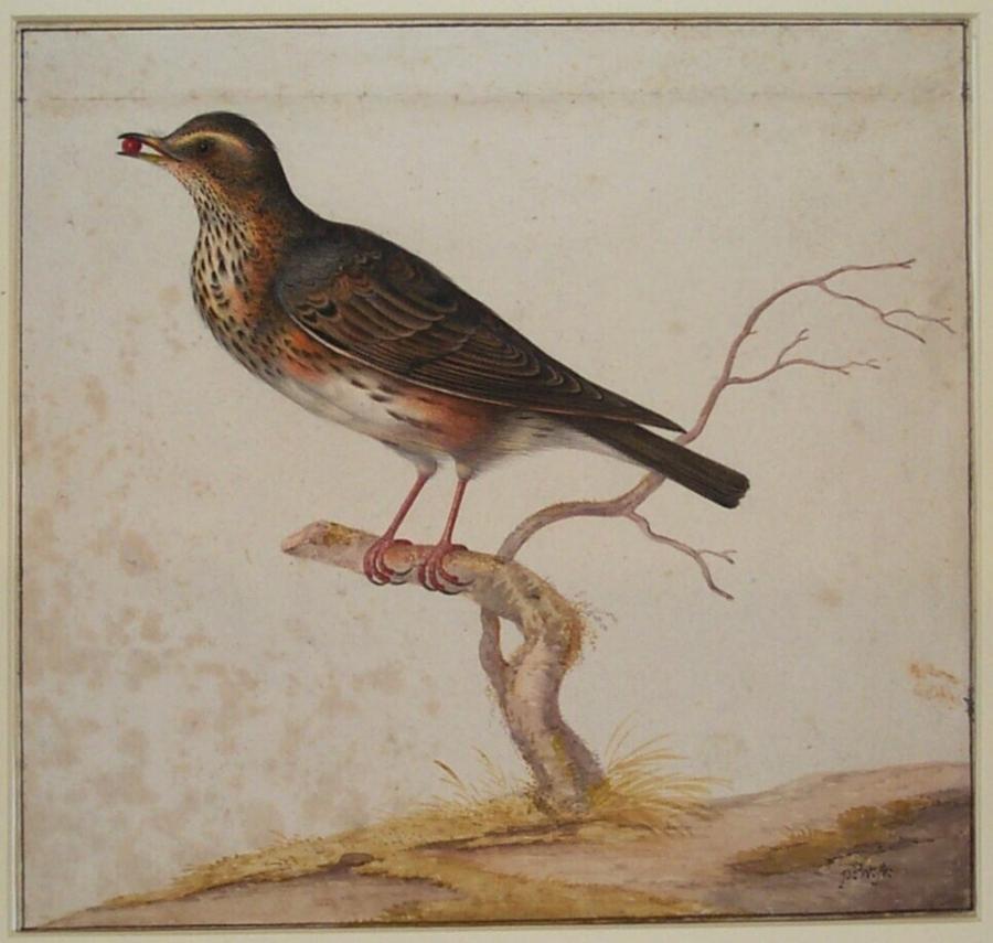 Redwing (Turdus Iliacus)