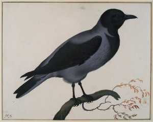 hooded-crow-corvus-cornix