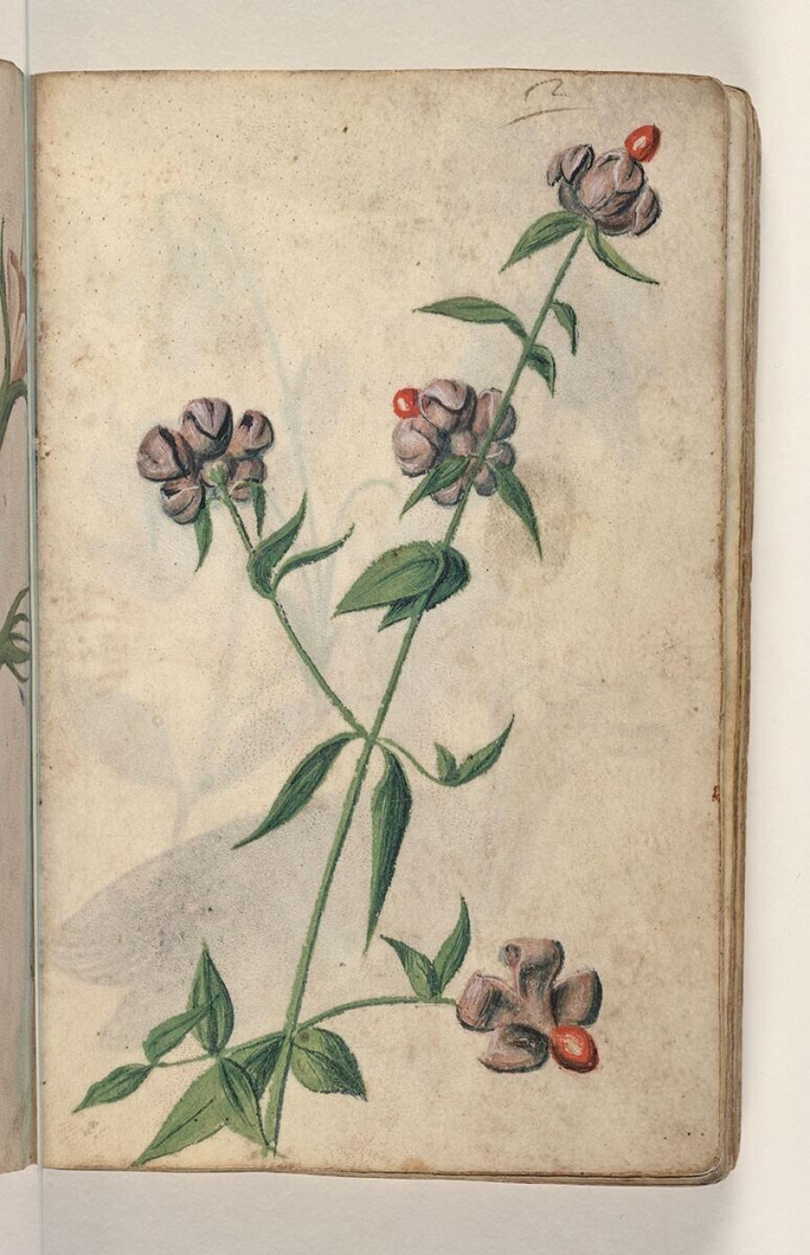 Folio from a Drawing Book: Vincetoxicum (cynanchmum vincetoxicum)