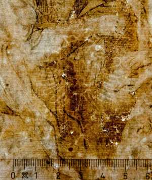 TMSFoto/PK/WM inv DN 120-17 detail Adelaar-wapenschild.jpg