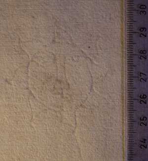 TMSFoto/PK/WM inv I 118 Soleil detail strijklicht.jpg