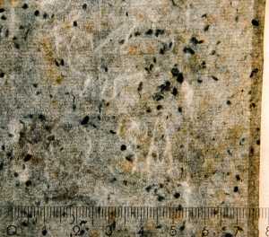 TMSFoto/PK/WM inv I 161 Vogel ROSA detail.jpg