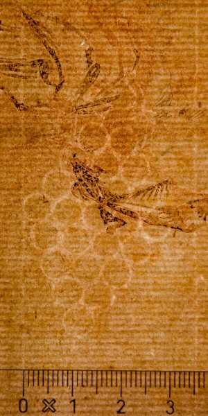 TMSFoto/PK/WM inv I 297 detail Druiventros.jpg