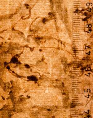 TMSFoto/PK/WM inv I 31 detail.jpg