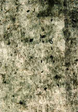 TMSFoto/PK/WM inv I 38 detail.jpg