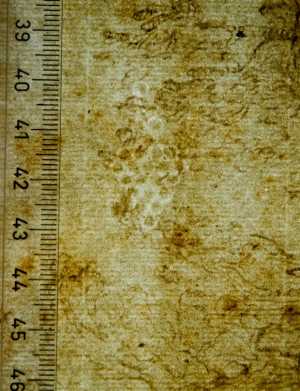 TMSFoto/PK/WM inv I 529 Druiventros detail.jpg