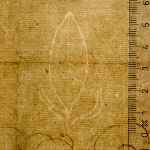 TMSFoto/PK/WM inv S 20 detail Fruit.jpg