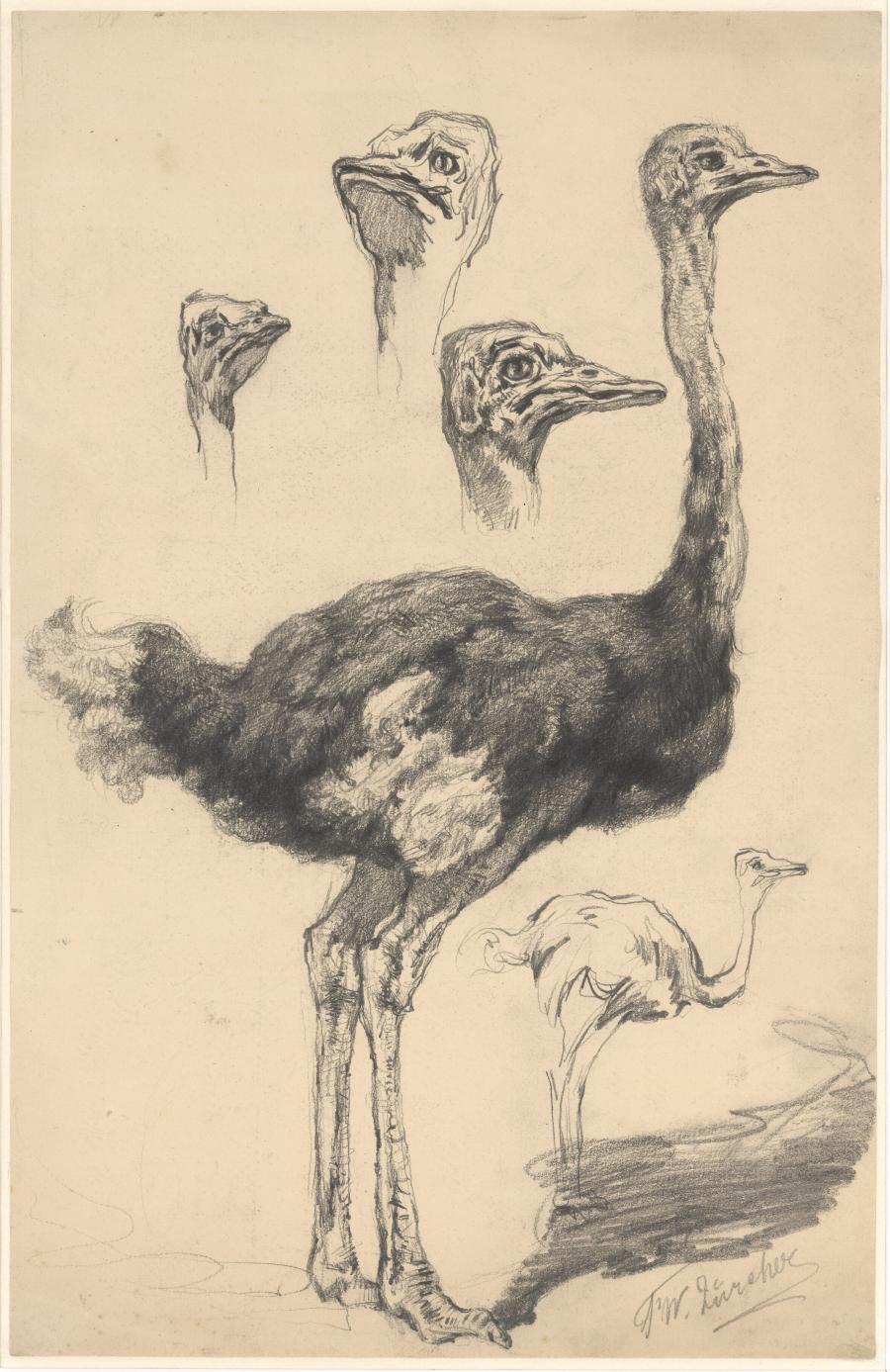 Studie van een Struisvogel (Struthio camelus, mannetje)