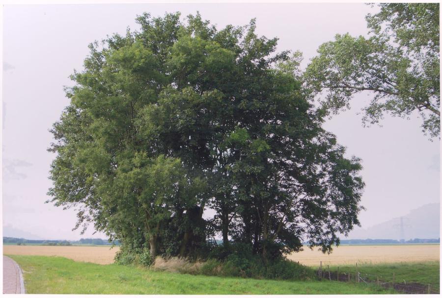 Ruins in the Netherlands, XIX -XXI (Ruins in the Netherlands, XIX -XXI)