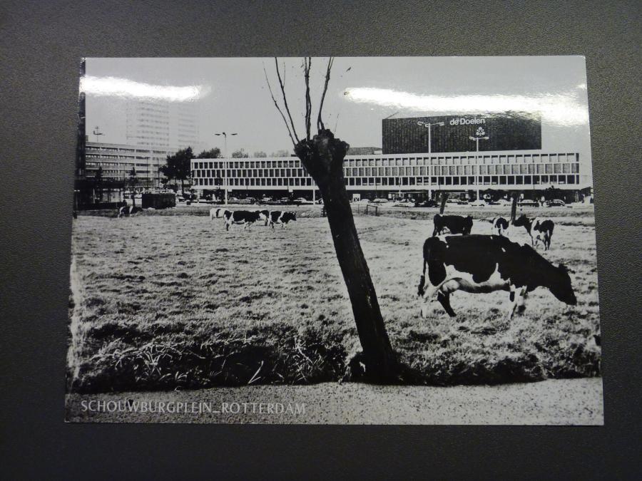 Prentbriefkaart Koeien op Schouwburgplein