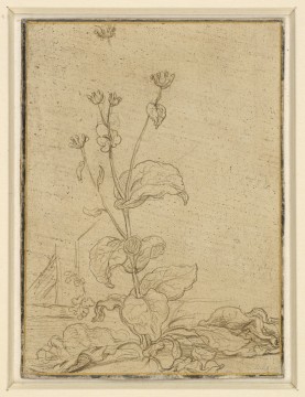 Goltzius Hendrick, Brüggen 1558 - Haarlem 1617, tekening Studie van een tabaksplant, circa 1585