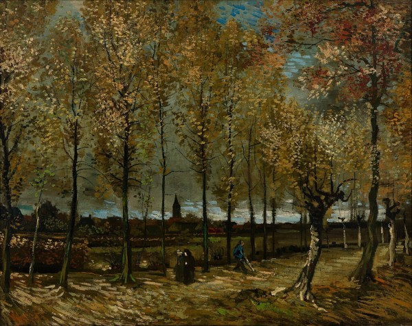 Poplars near Nunen
